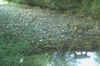 Felis silvestris