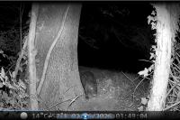 Myocastor coypus