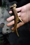 Capreolus capreolus