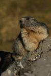 Marmota marmota