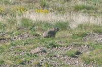 Marmota marmota