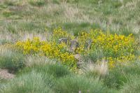 Marmota marmota