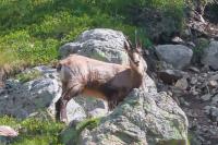 Rupicapra rupicapra