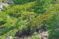 Rupicapra rupicapra