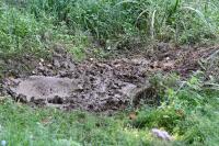 Sus scrofa