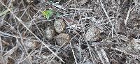 Lepus europaeus