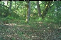 Lepus europaeus