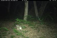 Lepus europaeus