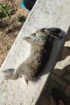 Oryctolagus cuniculus