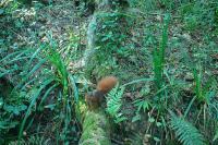 Sciurus vulgaris