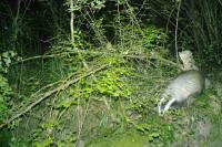 Meles meles