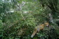 Vulpes vulpes