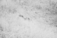 Sciurus vulgaris