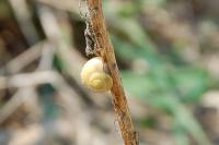 Cepaea hortensis / Cepaea nemoralis