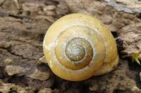 Cepaea hortensis / Cepaea nemoralis