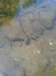 Pseudunio auricularius