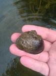 Potomida littoralis