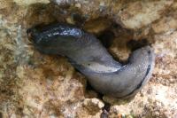 Limax cinereoniger