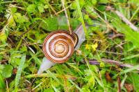 Cepaea nemoralis