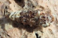 Cerithium vulgatum