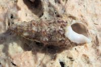 Cerithium vulgatum