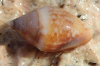 Columbella rustica