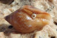 Columbella rustica