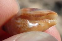 Columbella rustica