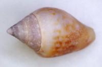 Columbella rustica