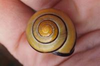 Cepaea nemoralis