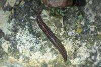 Limax maximus