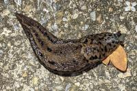 Limax maximus