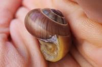 Cepaea hortensis