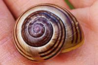 Cepaea hortensis