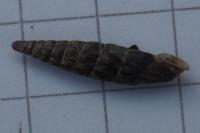 Clausiliidae