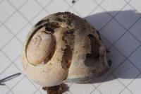 Cepaea nemoralis