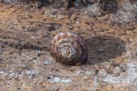 Gonyodiscus rotundatus