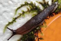 Arion fasciatus