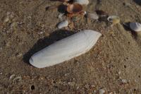 Pholas dactylus