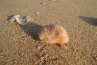 Crepidula fornicata