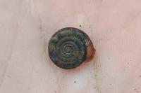 Helicodonta obvoluta