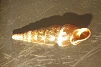 Cochlodina laminata