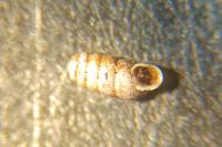 Truncatellina claustralis