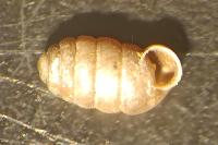 Pupilla triplicata