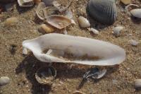 Pholas dactylus