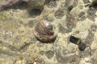 Crepidula fornicata