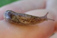 Deroceras reticulatum