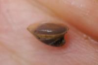 Ancylus fluviatilis