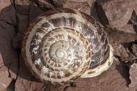 Eobania vermiculata