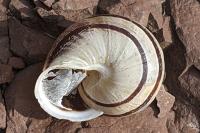 Eobania vermiculata